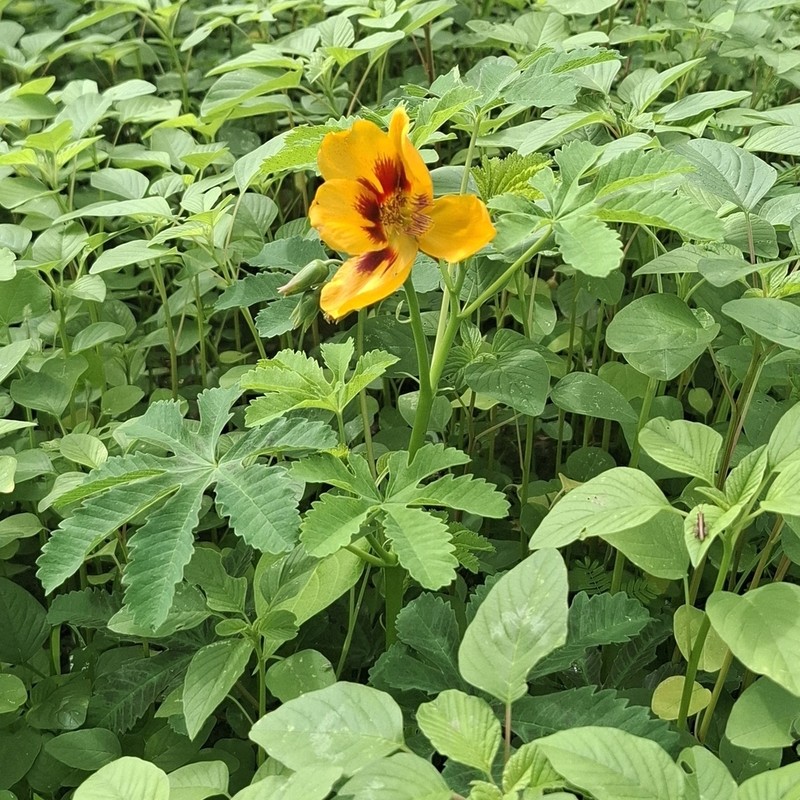 Santa Rita Mountain Yellowshow photo 5