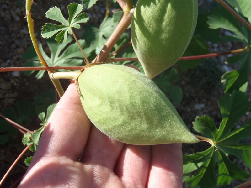 Santa Rita Mountain Yellowshow photo 8