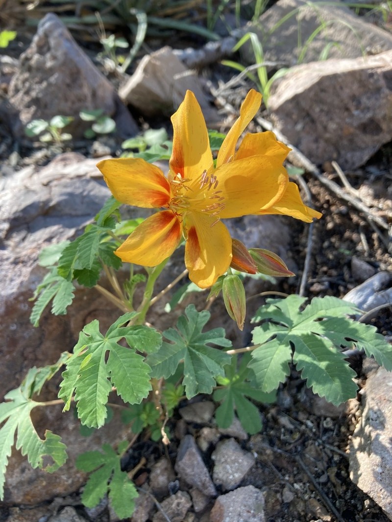 Mexican Yellowshow photo 4