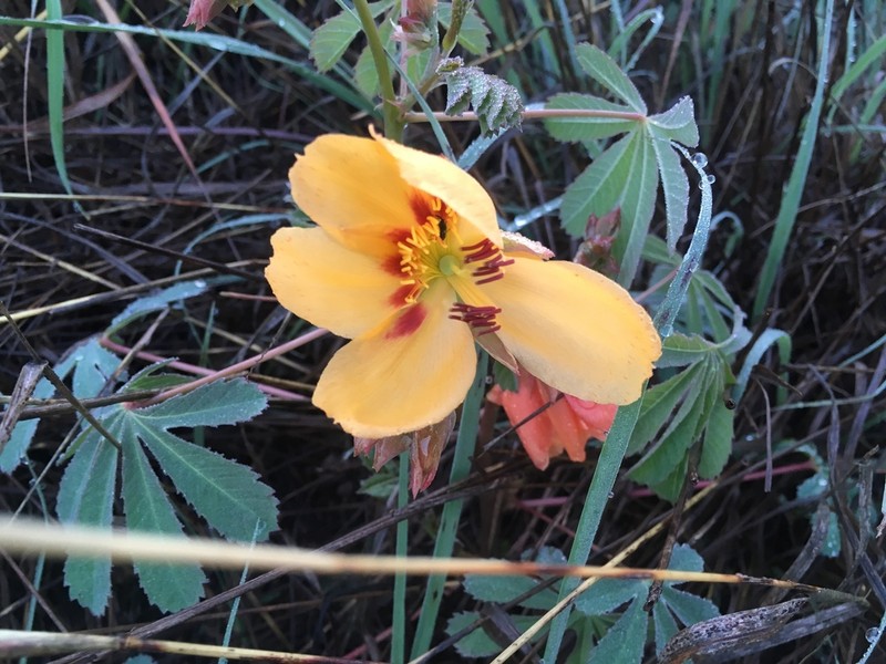 Mexican Yellowshow photo 5