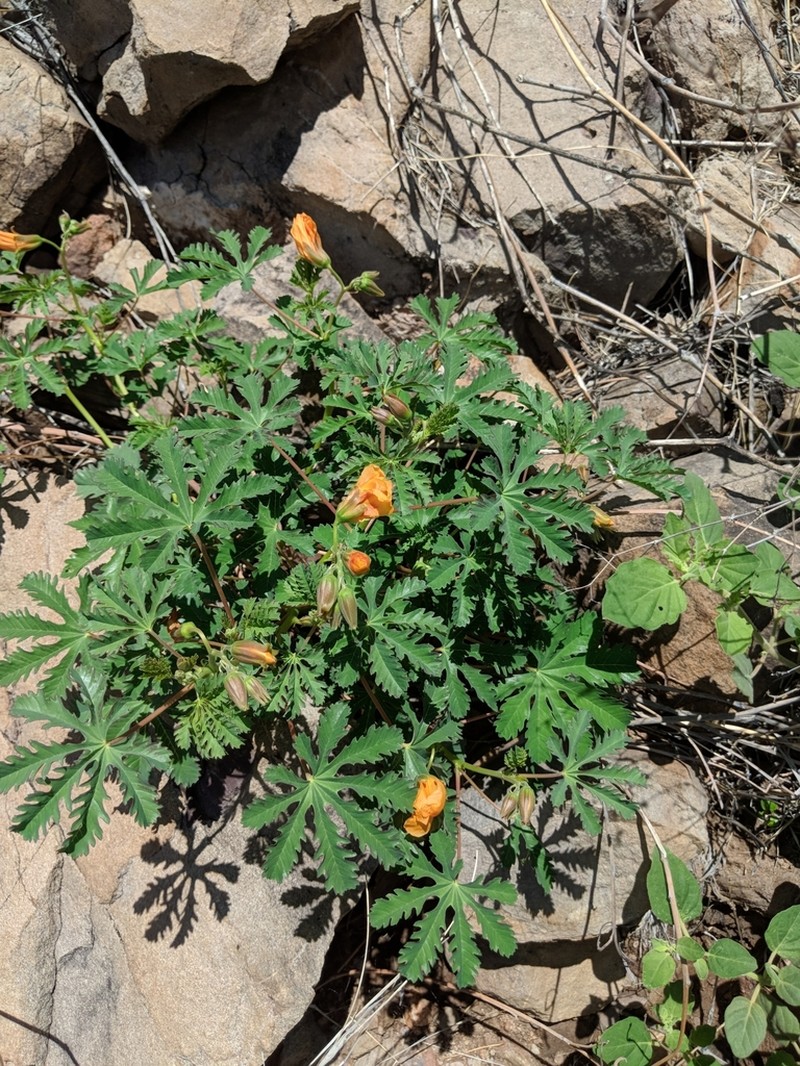 Mexican Yellowshow photo 7