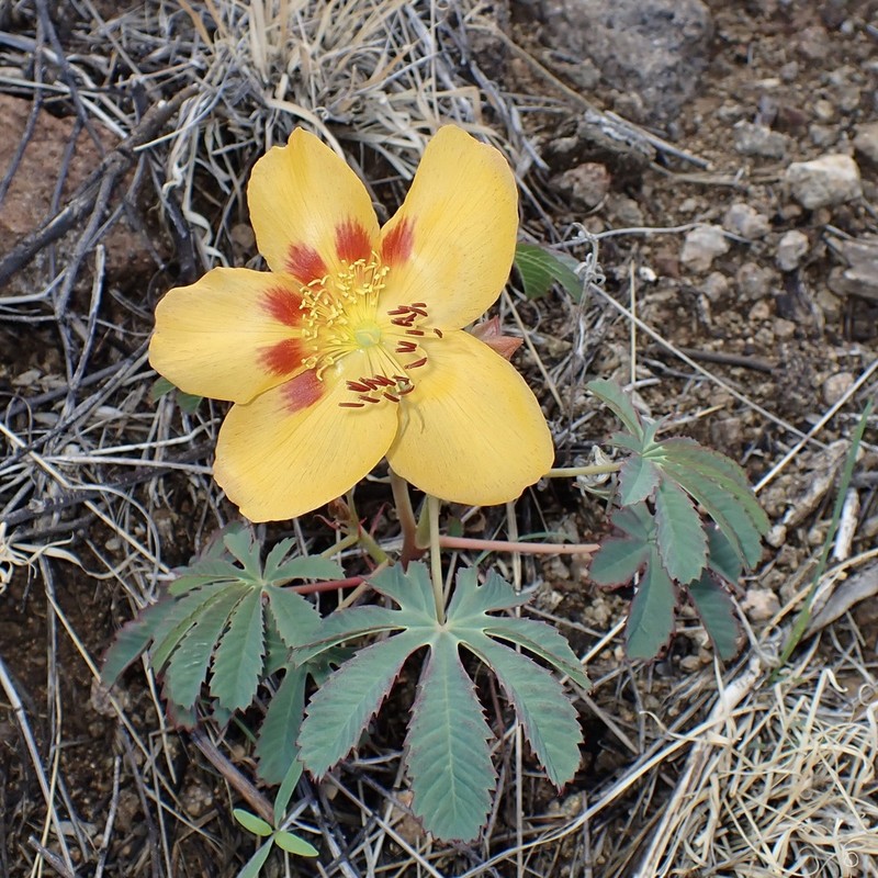 Mexican Yellowshow photo 8