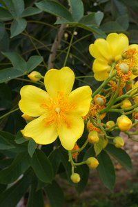 Silk-Cotton Tree