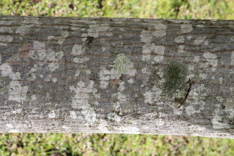 Silk Cottontree photo 2