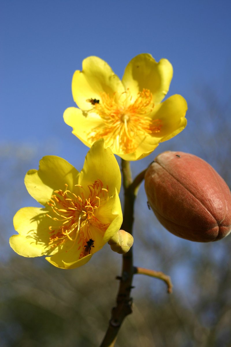 Silk Cottontree photo 3