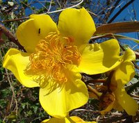 Silk Cottontree