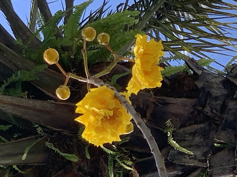 Silk Cottontree photo 4