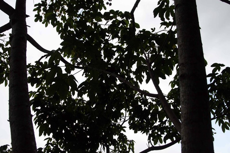 Silk Cottontree photo 5