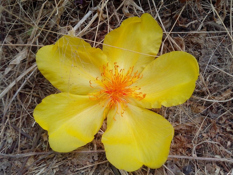Silk Cottontree photo 6
