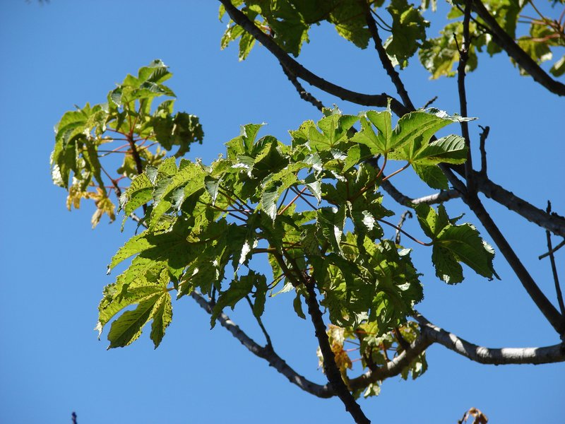 Silk Cottontree photo 7