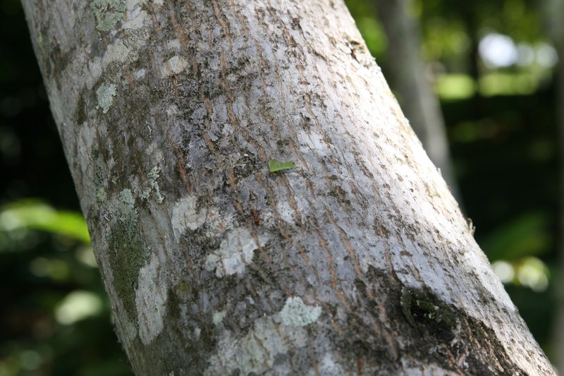 Silk Cottontree photo 8