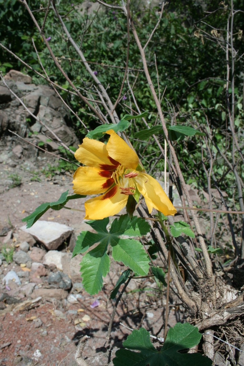 Wright's Yellowshow photo 3