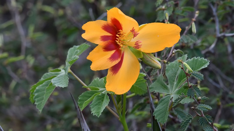 Wright's Yellowshow photo 6