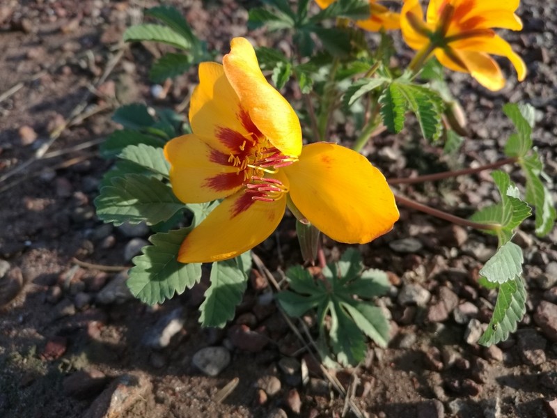 Wright's Yellowshow photo 7