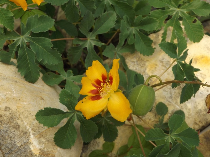 Wright's Yellowshow photo 8