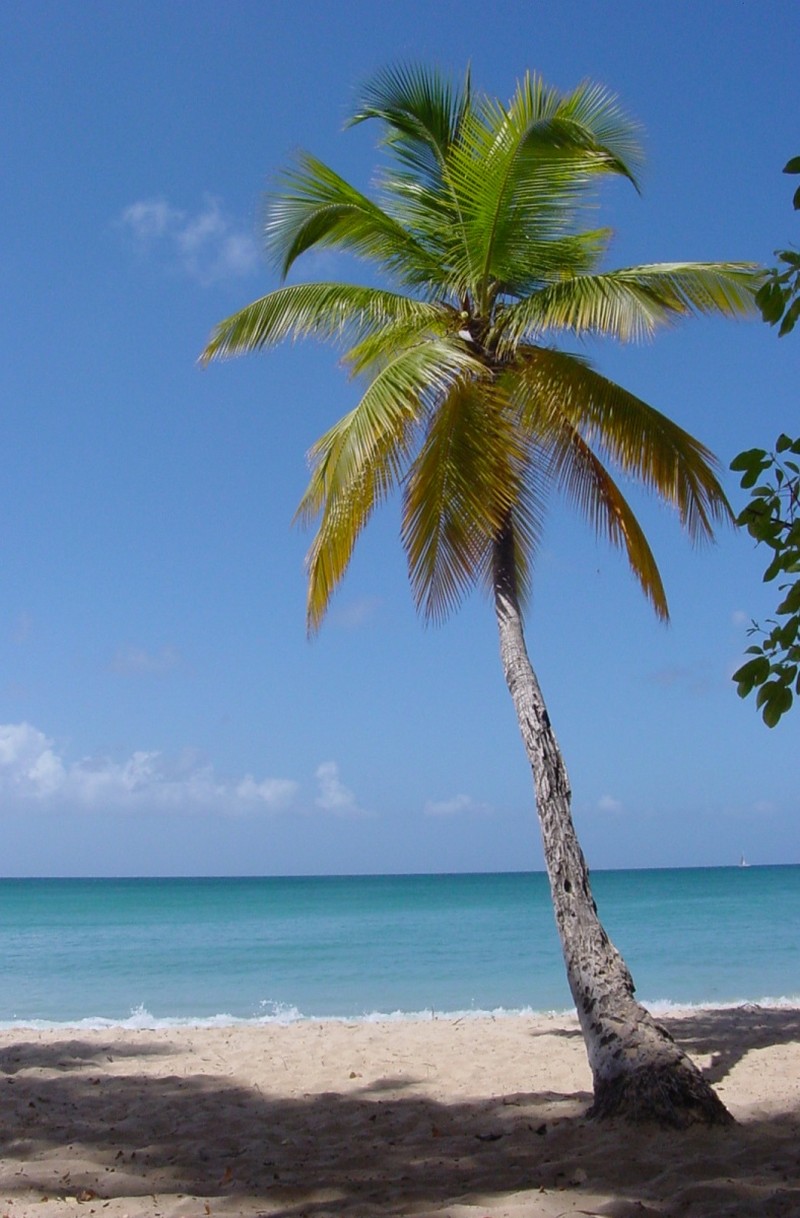 Coconut Palm photo 2