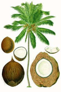 Coconut Palm
