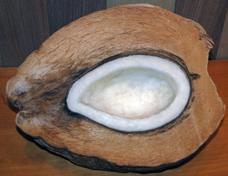 Coconut Palm photo 3