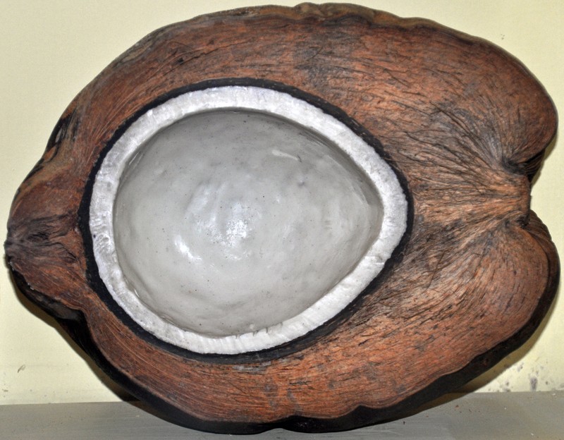 Coconut Palm photo 4