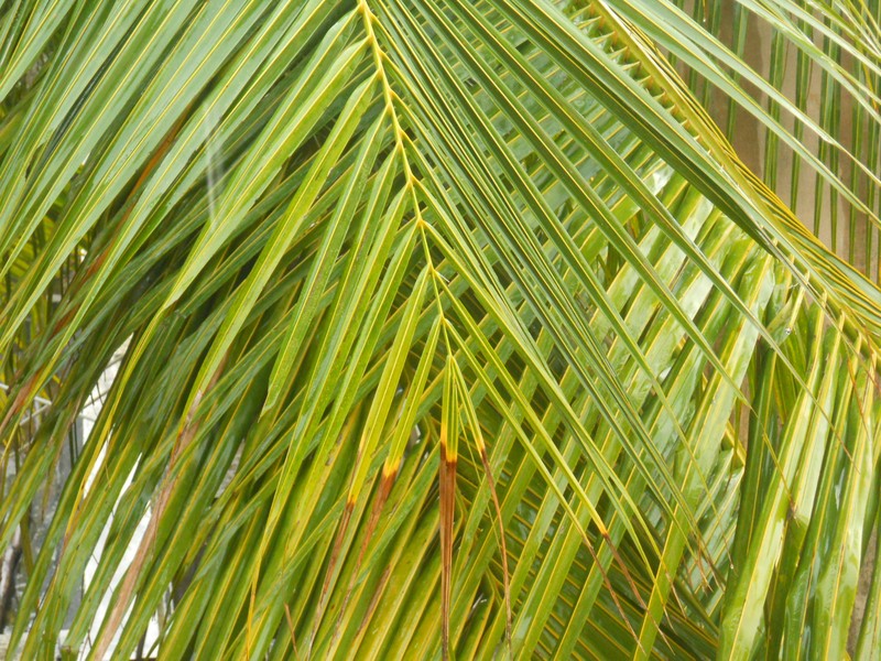 Coconut Palm photo 5