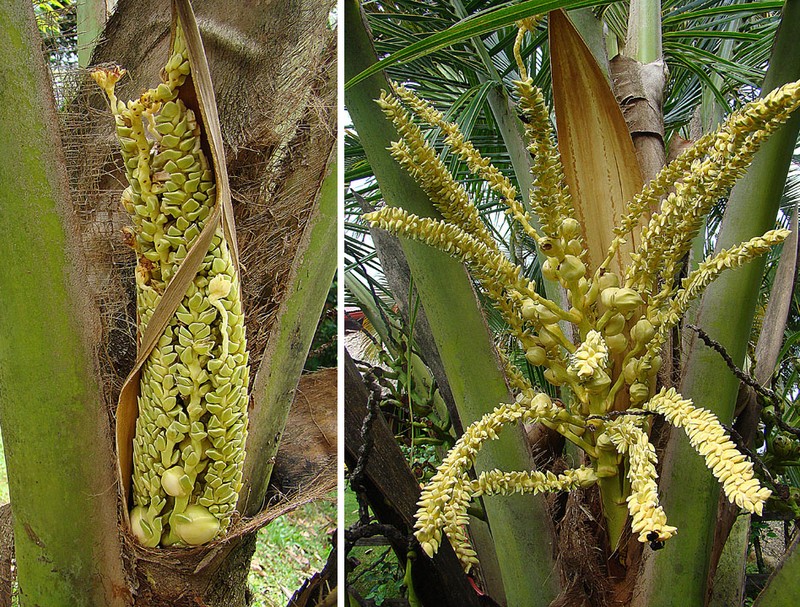 Coconut Palm photo 6