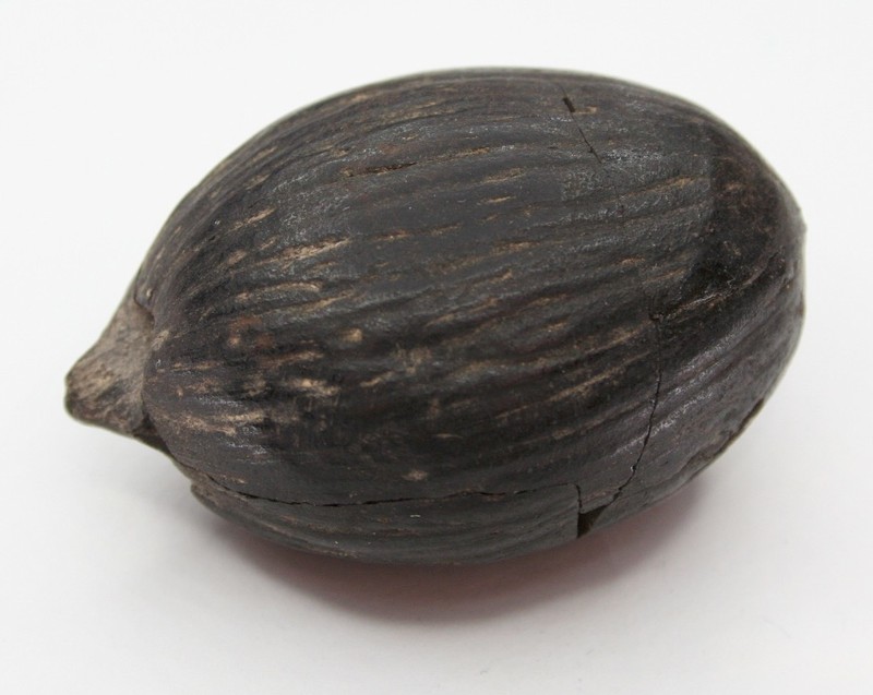 Coconut Palm photo 7