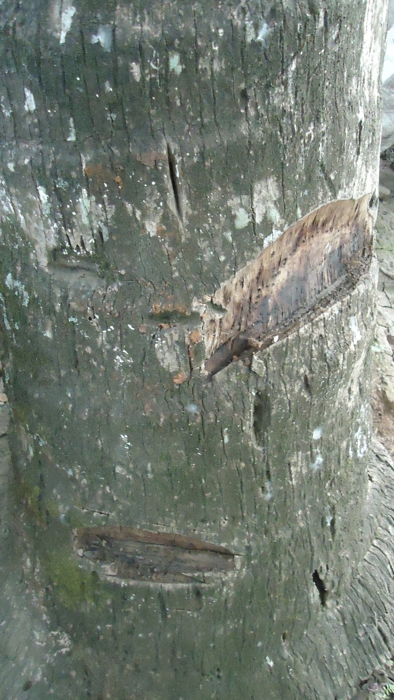 Coconut Palm photo 8