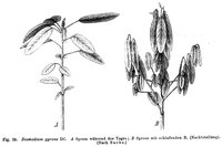 Telegraph-Plant