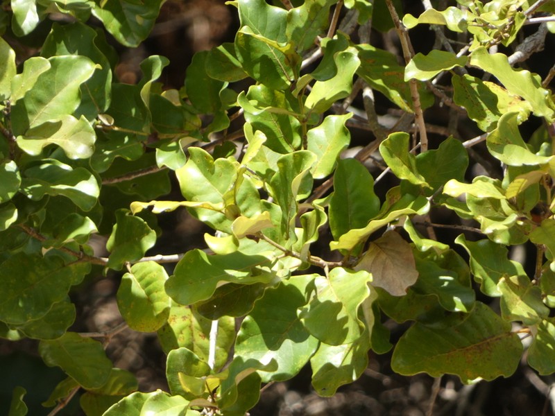 Codia xerophila
