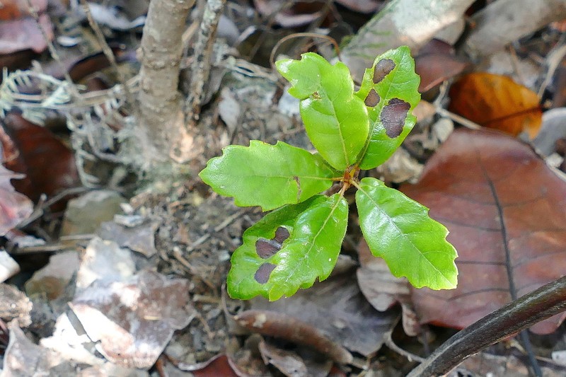 Codia xerophila photo 2