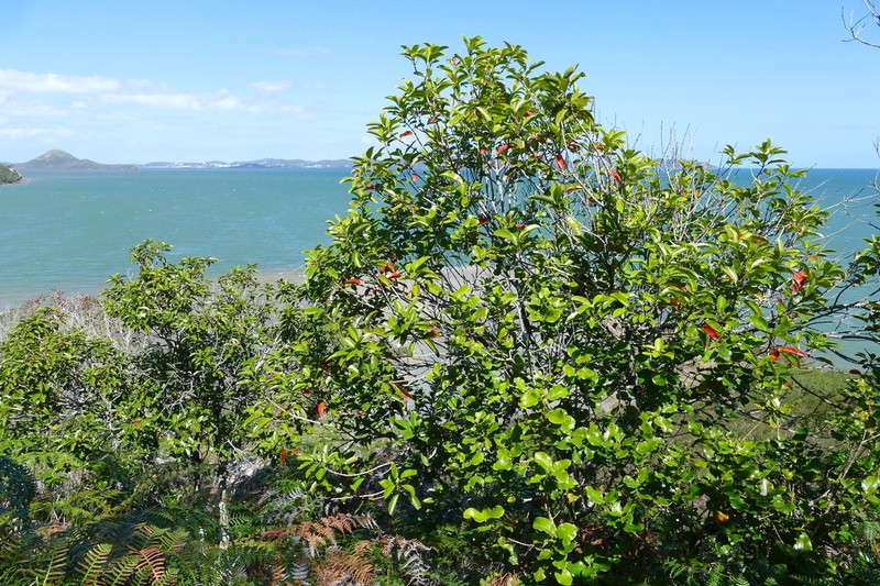 Codia xerophila photo 3