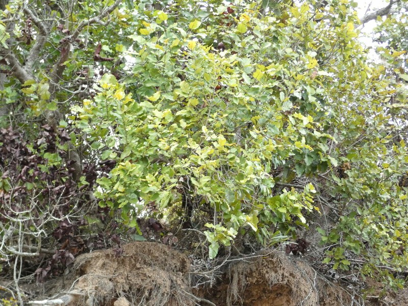 Codia xerophila photo 4