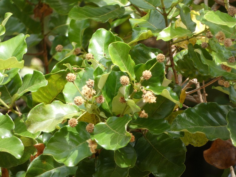 Codia xerophila photo 5