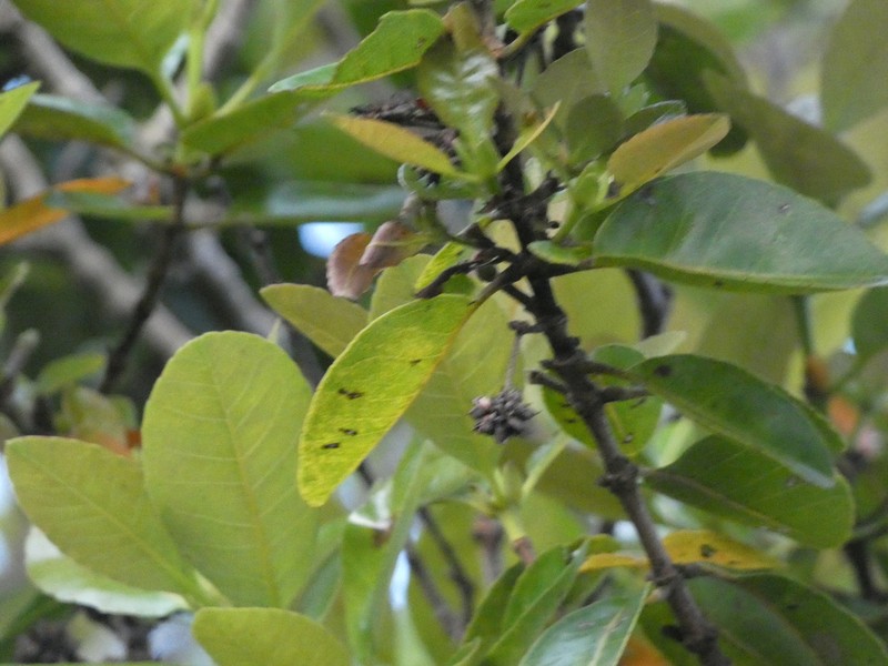 Codia xerophila photo 6