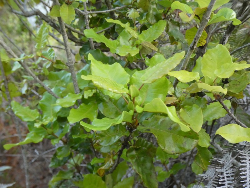 Codia xerophila photo 7