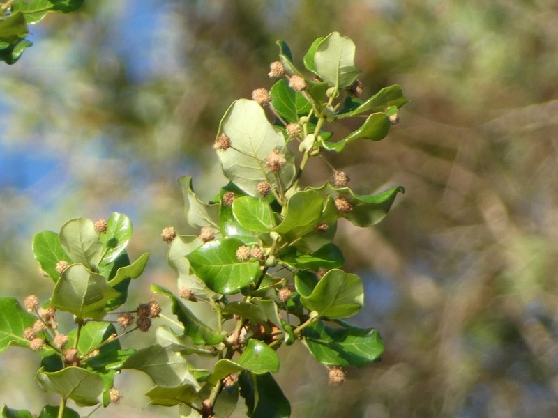 Codia xerophila photo 8