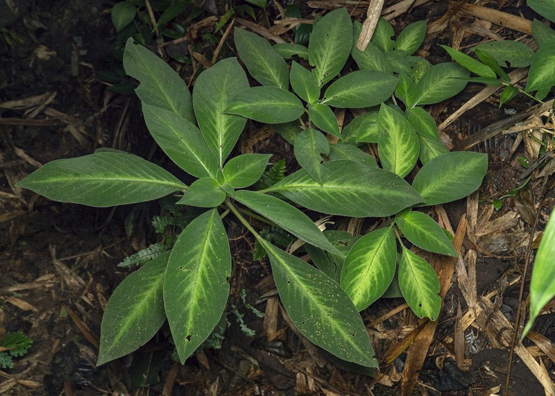 Codonoboea fraserensis