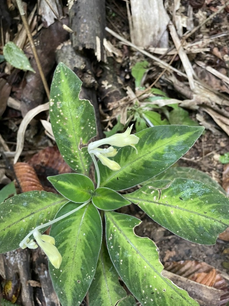 Codonoboea fraserensis photo 2