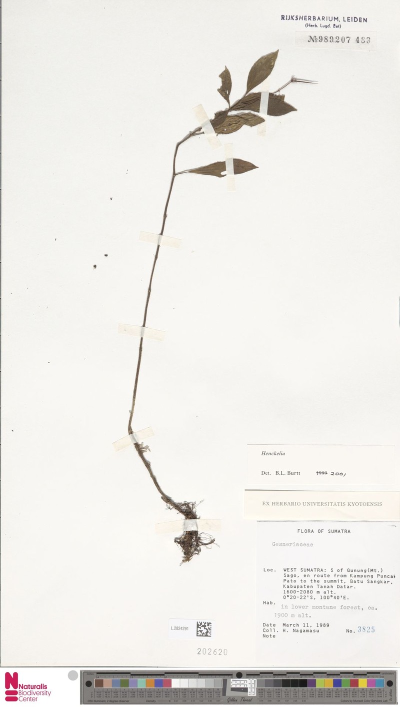 Codonoboea humilis