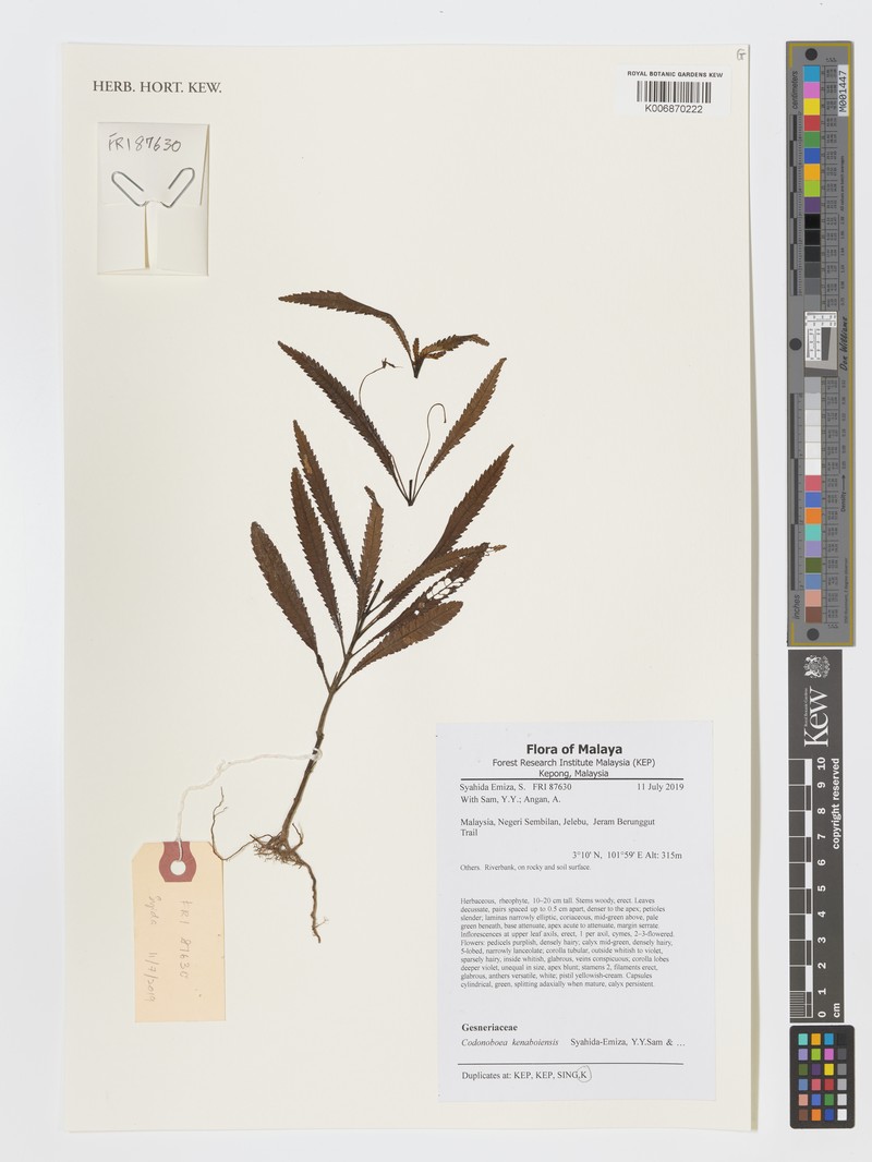 Codonoboea kenaboiensis