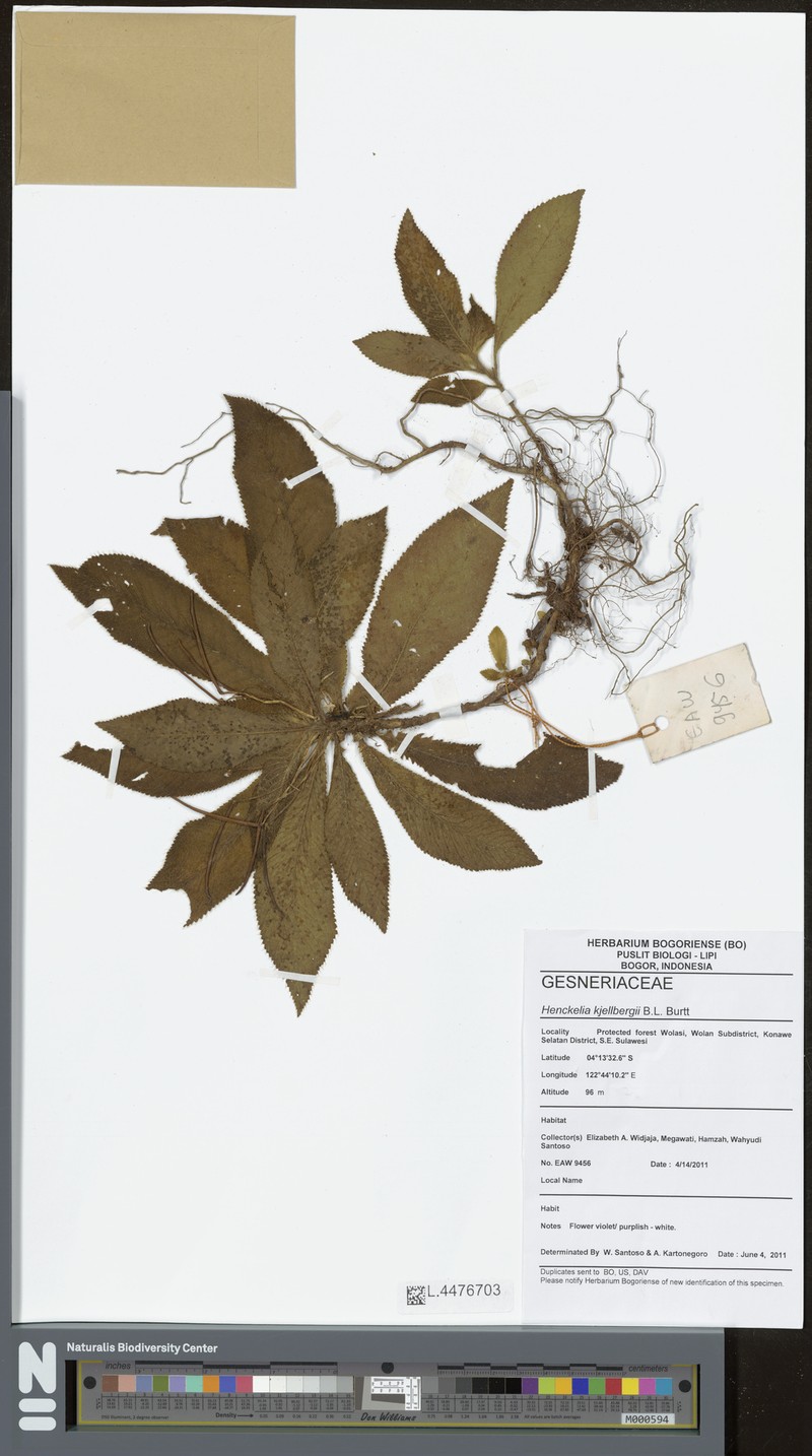 Codonoboea kjellbergii