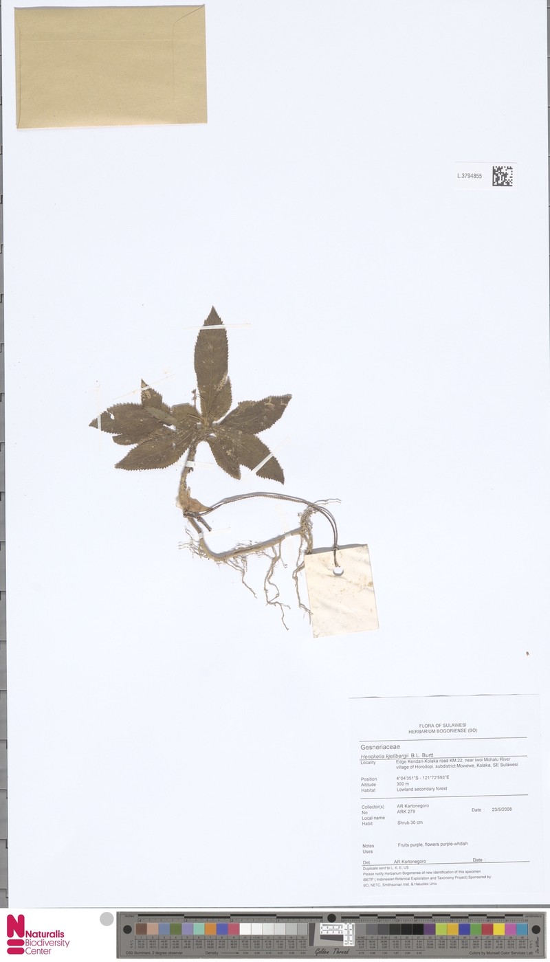 Codonoboea kjellbergii photo 2