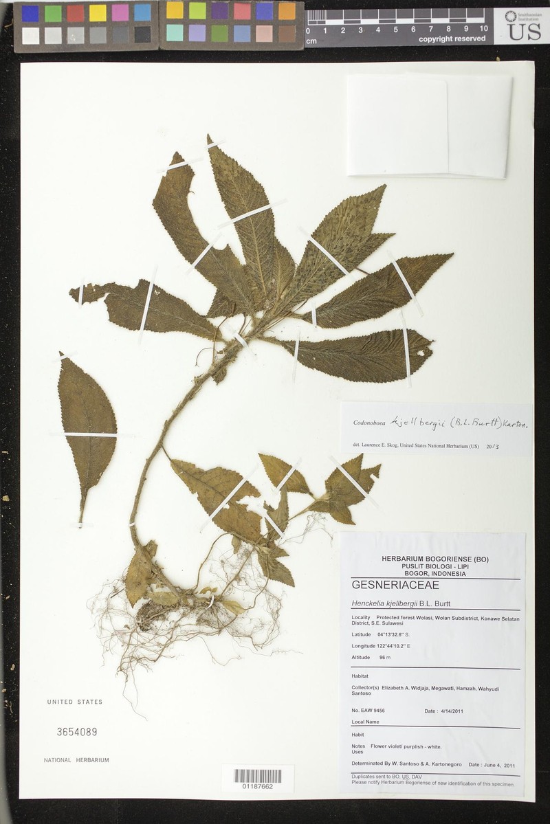 Codonoboea kjellbergii photo 3