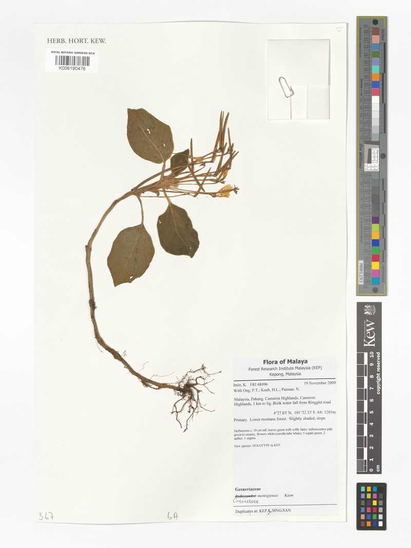 Codonoboea mentigiensis