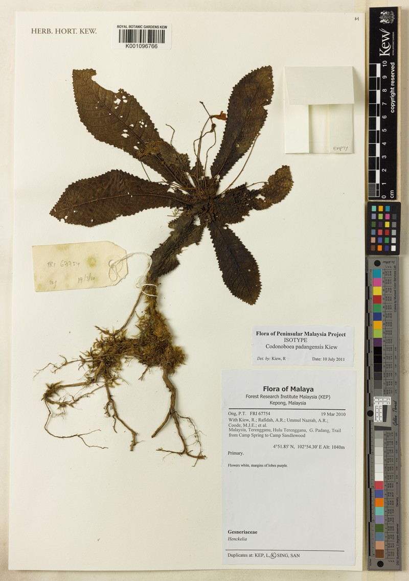 Codonoboea padangensis