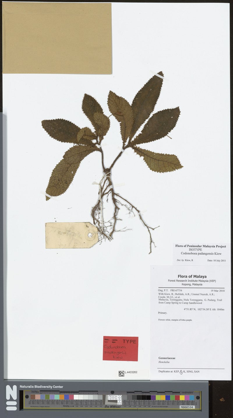 Codonoboea padangensis photo 2