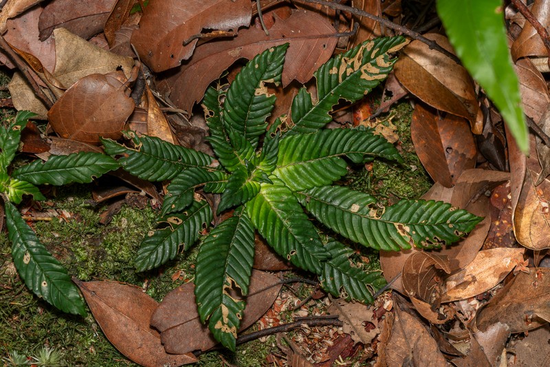Codonoboea poopathii