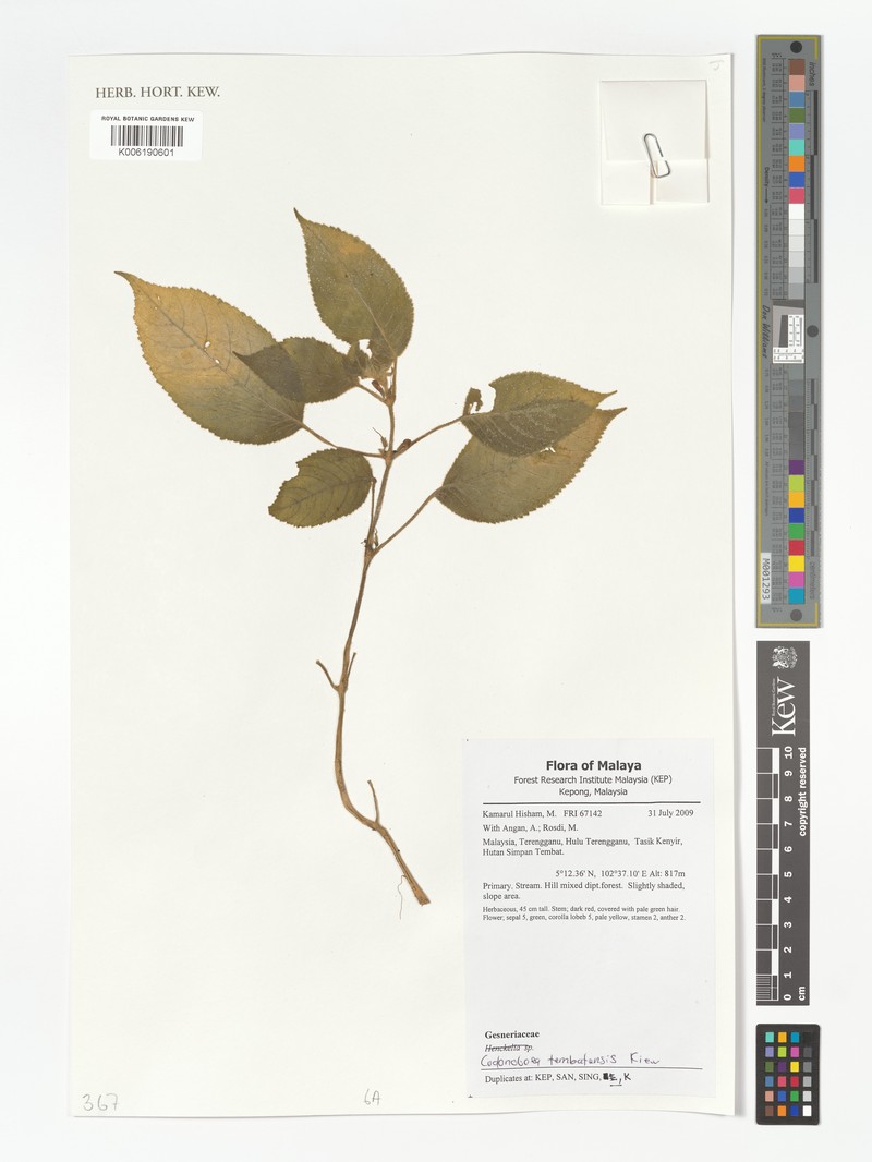 Codonoboea tembatensis photo 2