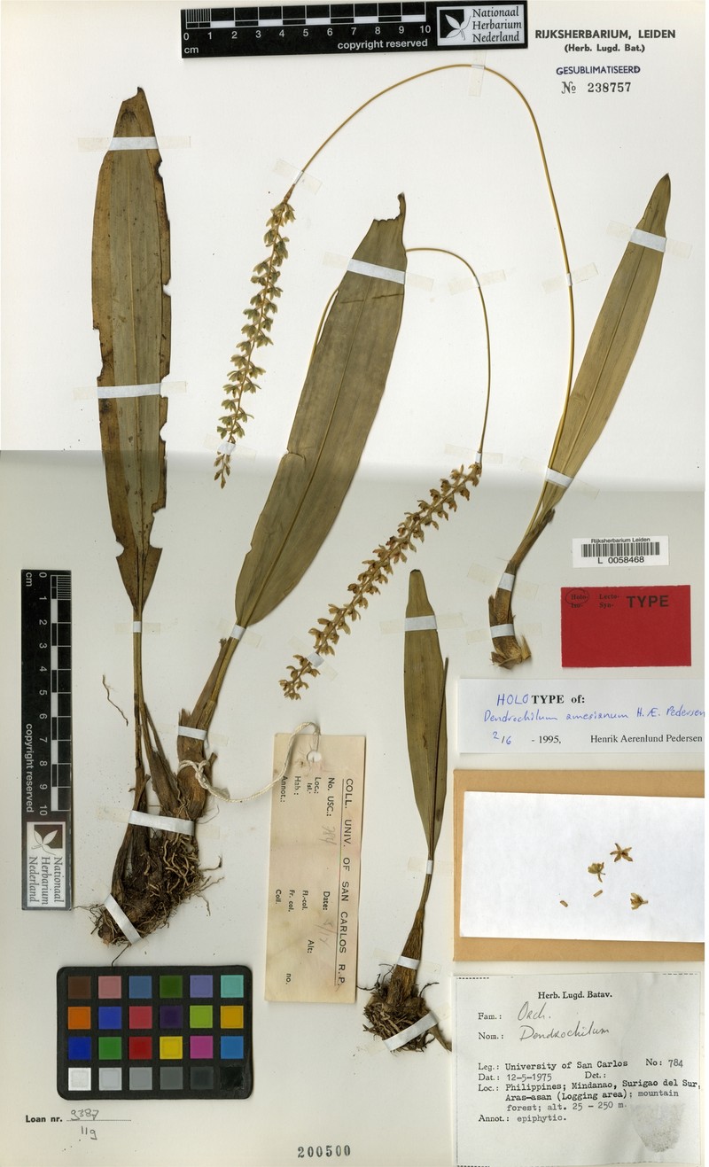 Coelogyne amesiana