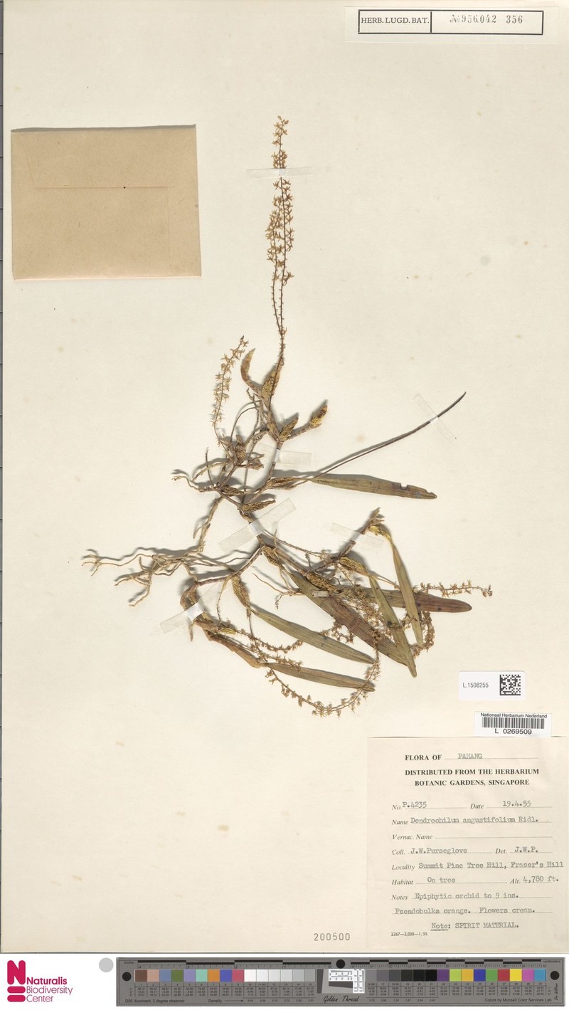Coelogyne angustiloba